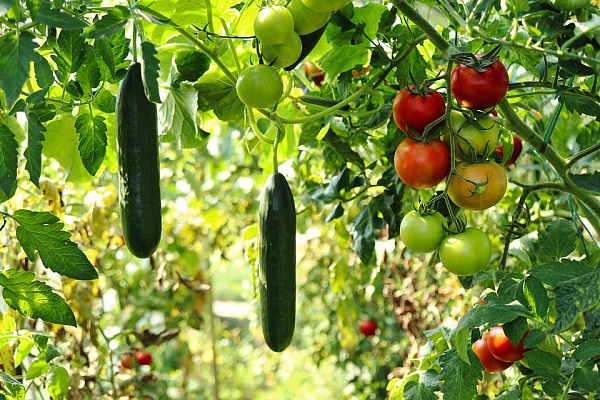 Иркутск примет фестиваль садоводов и огородников