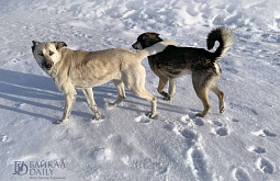 Собаки на севере Бурятии пополнили казну на 83 тысячи