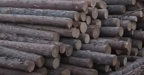 В Бурятии возбудили дело о контрабанде леса на 36 млн 