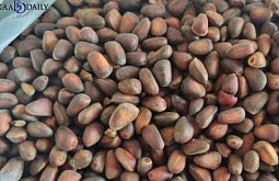 В Бурятию из Тывы с нарушением ввезли 20 тонн кедрового ореха