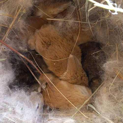 Крольчата родились в Этнографическом музее в Улан-Удэ
