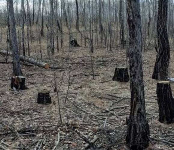 Читинец незаконно вырубил лес почти на три миллиона рублей 