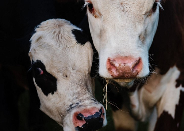 В Улан-Удэ вакцинировали 537 голов скота от нодулярного дерматита