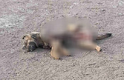 В селе в Бурятии уличные собаки поедают мёртвого сородича