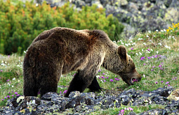 В заповеднике Забайкалья зафиксировали скопление бурых медведей