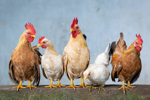 У жителей Бурятии изымут домашнюю птицу из-за угрозы птичьего гриппа 