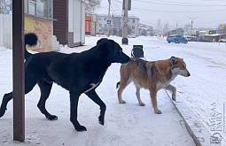 В Улан-Удэ вновь пройдёт «собачий» рейд