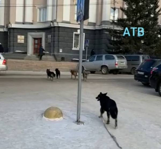 В Улан-Удэ банда бродячих собак подобралась к Народному Хуралу
