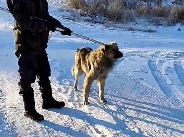 В Улан-Удэ ищут собак, покусавших девочку 