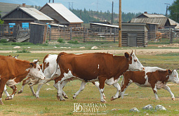 В Бурятии предлагают повысить штрафы для владельцев коров и лошадей