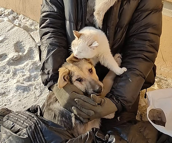 Бездомная с собакой и котиком завоевала сердца улан-удэнцев 