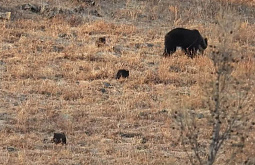В Забайкалье засняли медвежье семейство