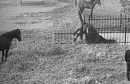 В Бурятии не смогли спасти повисшего на заборе коня 