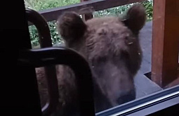 В Бурятии туристов просят не делать селфи с медведем 