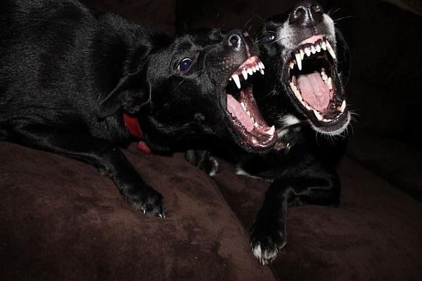 В Чите проводится доследственная проверка о нападении собак на людей