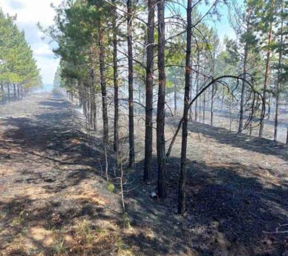 В Бурятии 15 человек потушили лесной пожар 
