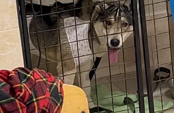 В Бурятии спасли собаку с дырой в животе