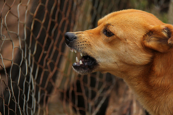 В Иркутской области хотят штрафовать за нарушения при отлове собак
