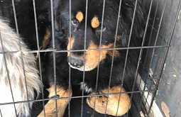 «Реально страшно»: Людей в пригородном селе Бурятии запугала огромная собака
