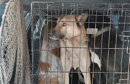 В Улан-Удэ более 60% отловленных собак оказались хозяйскими