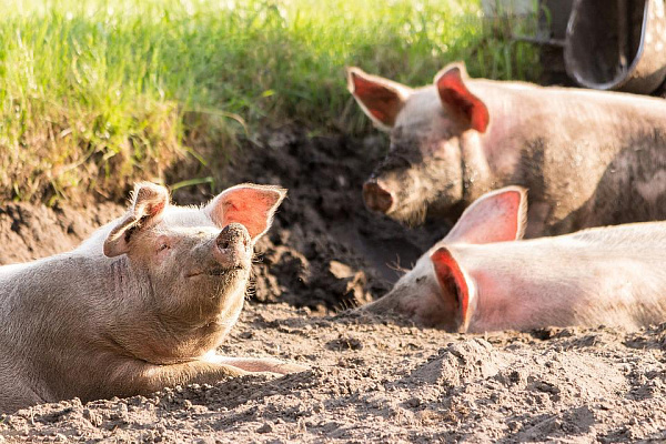 В Чите разрешили разводить свиней