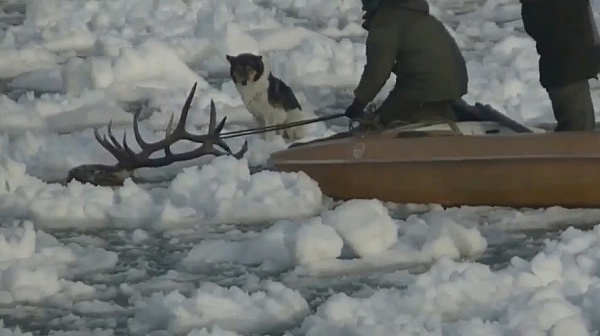 Останки изюбра, утонувшего на Байкале, послужат науке 