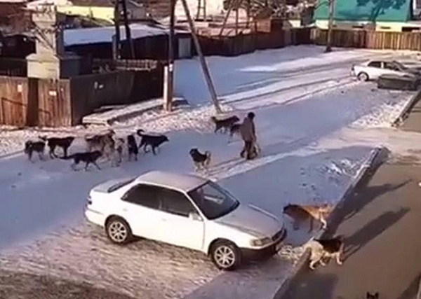 Безнадзорные собаки оккупировали ещё один райцентр Бурятии и пугают людей