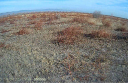 В Бурятии более 64 гектаров сельхозземель заросли травой