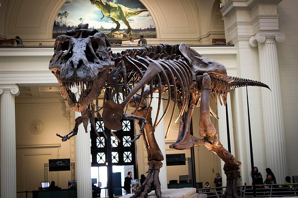 В Монголии хотят создать палеонтологический музей