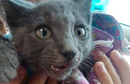 В Улан-Удэ неизвестные сломали котёнку челюсть 