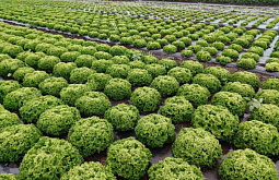В Бурятии салат выращивают лучше, чем в Японии 