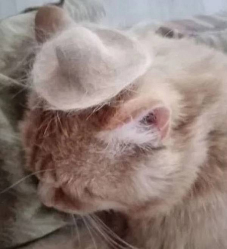В Улан-Удэ продают кошачью шляпку за 10 млн