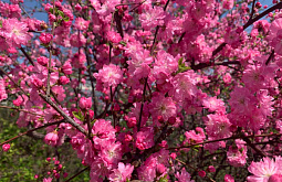 В Иркутске отметят День цветения сакуры