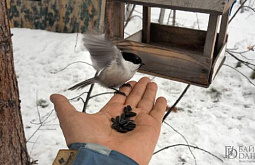 На Байкале стартует «птичий» проект