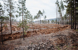 В Бурятии посадили 45 тысяч деревьев в честь Дня учителя 