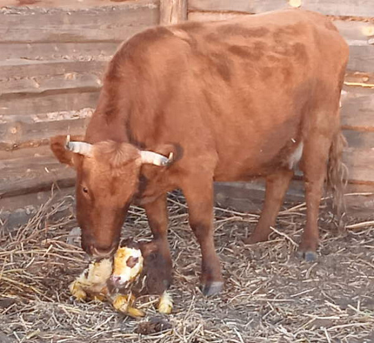 В Бурятии ищут хозяина родившей на улице коровы
