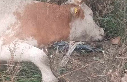 Найденного  на свалке в Бурятии мёртвого быка проверили на сибирскую язву
