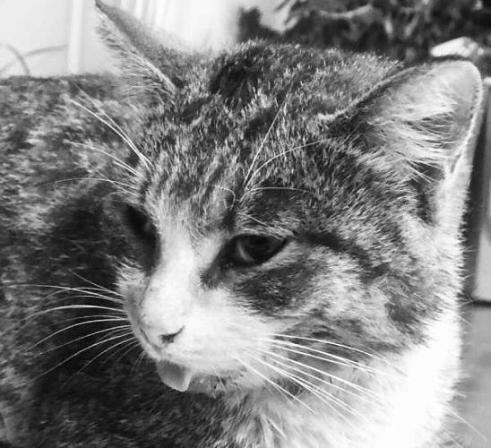 В Бурятии умер искалеченный котик, которого спасали волонтёры 
