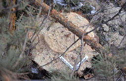 В Бурятии «чёрные» лесорубы уничтожили деревьев на 5,1 млн 