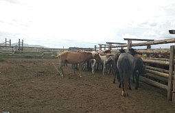 Фермеры Бурятии активно регистрируют скот 