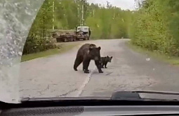 На севере Бурятии активизировались медведи