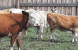 В райцентре в Бурятии изловили шесть коров