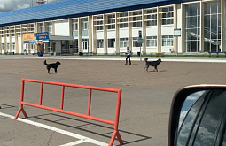 Перед улан-удэнским аэропортом отловили стаю собак 