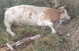 В районе Бурятии коровы облизывали дохлого быка на свалке