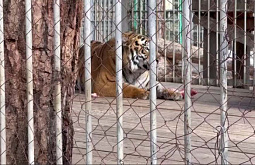 В Улан-Удэ сотрудникам этномузея сделали выговор за удравшего из клетки тигра
