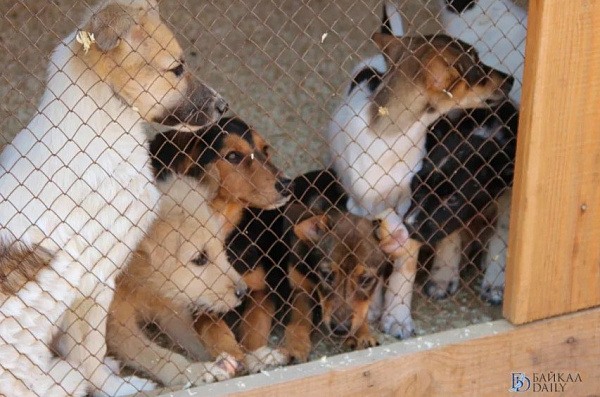 Зоозащитников возмутил отказ властей пустить собак из Якутии в Улан-Удэ 