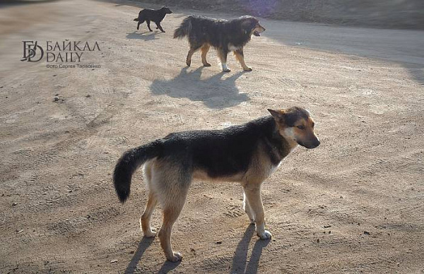 На улан-удэнцев нападают собаки с бирками