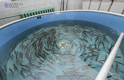  «Живое серебро Байкала»: в Бурятии восстанавливают запасы рыбы  