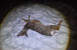В Иркутской области четверо браконьеров застрелили двух косуль 