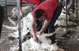 В Улан-Удэ всё-таки отметят праздник стрижки овец